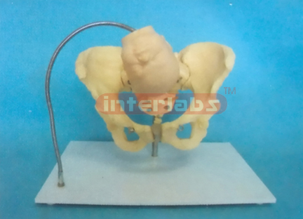 BIRTH DEMONSTRATION MODEL